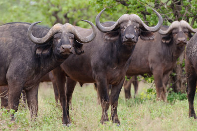 Buffel / Buffalo / Syncerus caffer