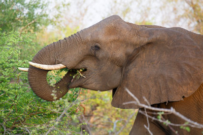 Olifant / Elephant / Loxodonta africana