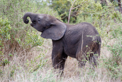 Olifant / Elephant / Loxodonta africana