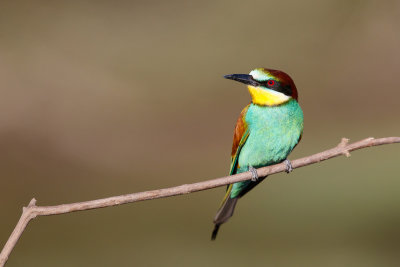 Bijeneter / European Bee-eater / Merops apiaster