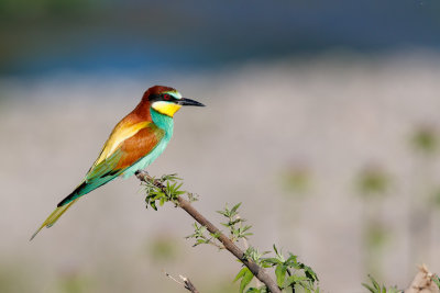 Bijeneter / European Bee-eater / Merops apiaster