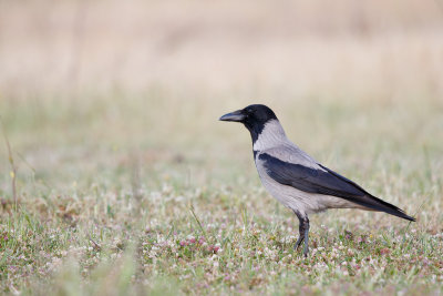 Bonte Kraai / Hooded Crow / Corvus cornix