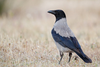 Bonte Kraai / Hooded Crow / Corvus cornix