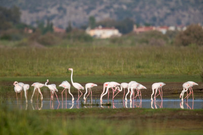 Flamingo / Greater Flamingo / Phoenicopterus ruber