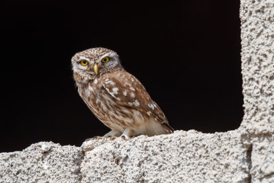 Steenuil / Little Owl / Athene noctua