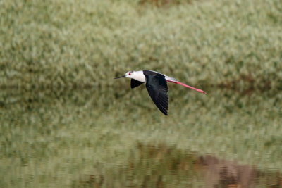 Steltkluut / Black-winged Stilt / Himantopus himantopus