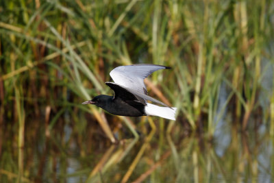 Witvleugelstern / White-winged Tern / Chlidonias leucopterus