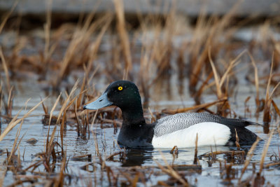 Topper  / Greater Scaup / Aythya marila