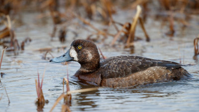 Topper  / Greater Scaup / Aythya marila