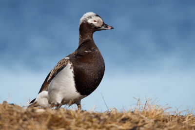  IJseend / Long-tailed Duck / Clangula hyemalis