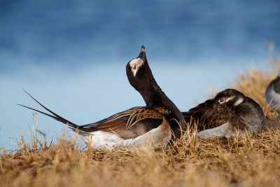  IJseend / Long-tailed Duck / Clangula hyemalis