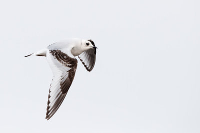 Ross' Meeuw / Ross's gull / Rhodostethia rosea