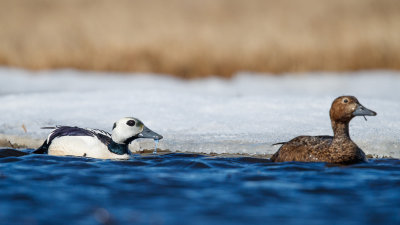 Stellers Eider / Steller's Eider / Polysticta stelleri