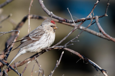 Grote Barmsijs / Common redpoll / Acanthis flammea