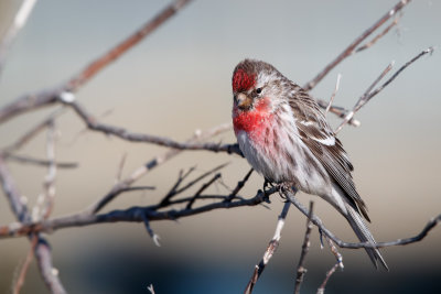 Grote Barmsijs / Common redpoll / Acanthis flammea