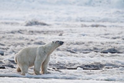 IJsbeer / Polar bear / Ursus maritimus