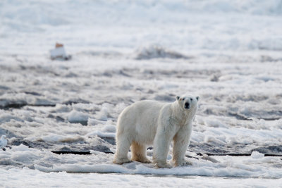 IJsbeer / Polar bear / Ursus maritimus