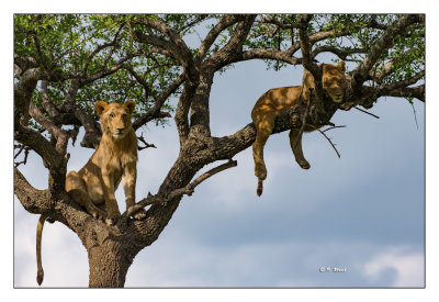 L'arbre  Chats du Maasai Mara - 4