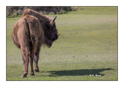 Monts d'Azur 2017 - Beau bison d'Europe - 3282
