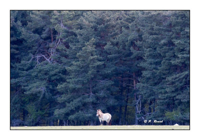 Monts d'Azur 2017 - Etalon de Przewalski devant la fort - 9485