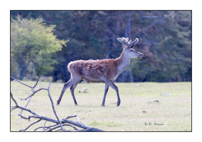 Monts d'Azur 2017 - Jeune Cerf - 9502