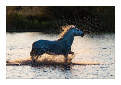 Chevaux de Camargue