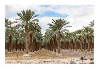 The Dead Sea - Plantation de palmiers - 8317