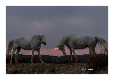 Camargue 2018 - Contre Jour - 4409