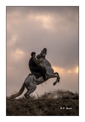 Camargue 2018 - Contre Jour - 4506