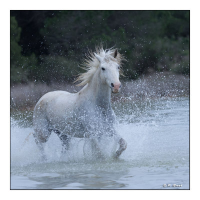 Camargue 2018 - 3295