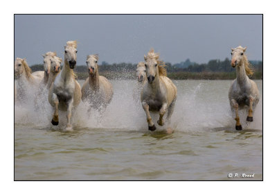 Camargue 2018 - 3384