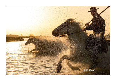 Camargue 2018 - L'quipe sauvage - 4229