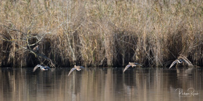 Etang de Vaugrenier - Canards Colvert en vol - 9200