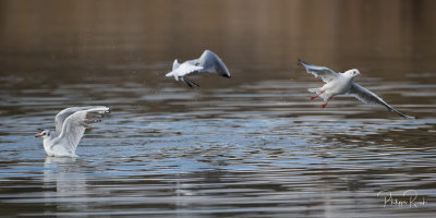 Etang de Vaugrenier - Tao ! les mouettes - 9279