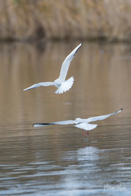 Les oiseaux de Vaugrenier en hivers