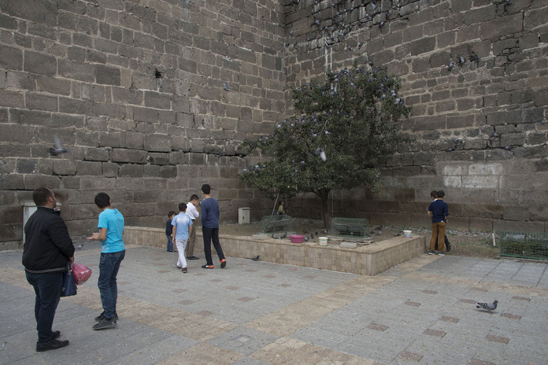 Kayseri Pigeons place 2017 5072.jpg