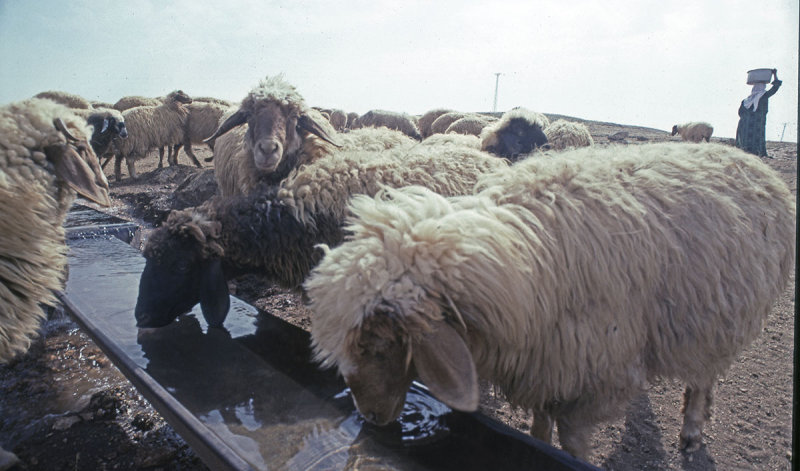 Urfa 1997 Desert tour 114.jpg