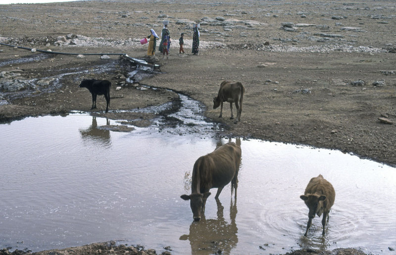 Urfa 1997 Desert tour 098.jpg