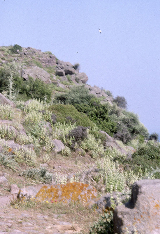 Assos 94 039.jpg