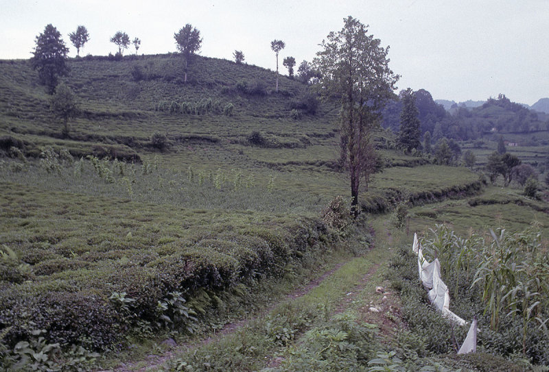 Rize Tea country 2002 108.jpg