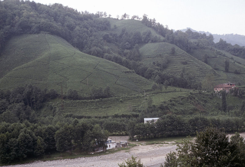 Rize Tea country 2002 127.jpg