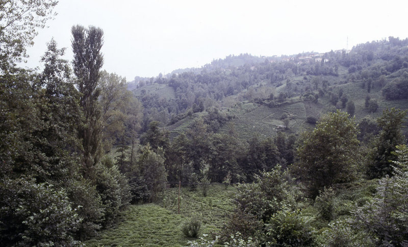 Rize Tea country 2002 134.jpg