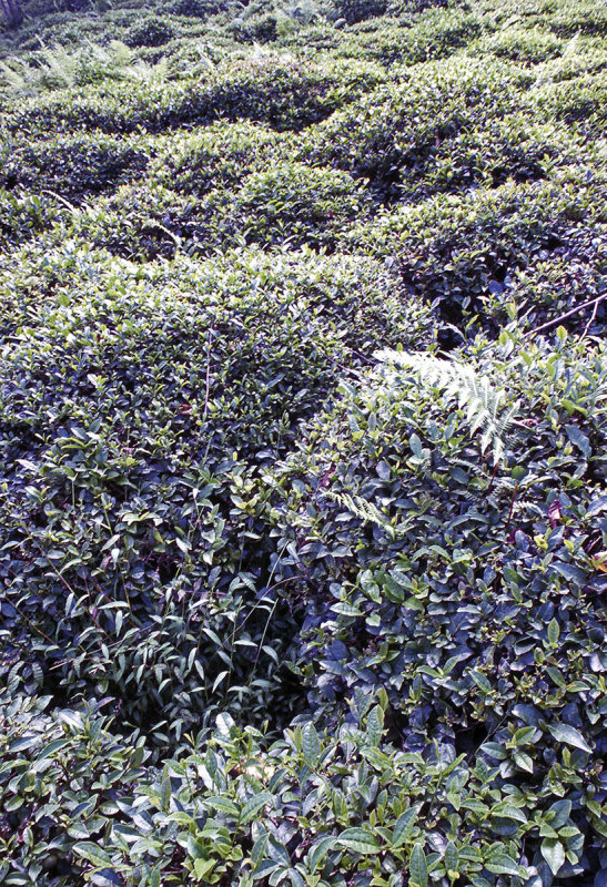 Rize Tea country 93 128.jpg