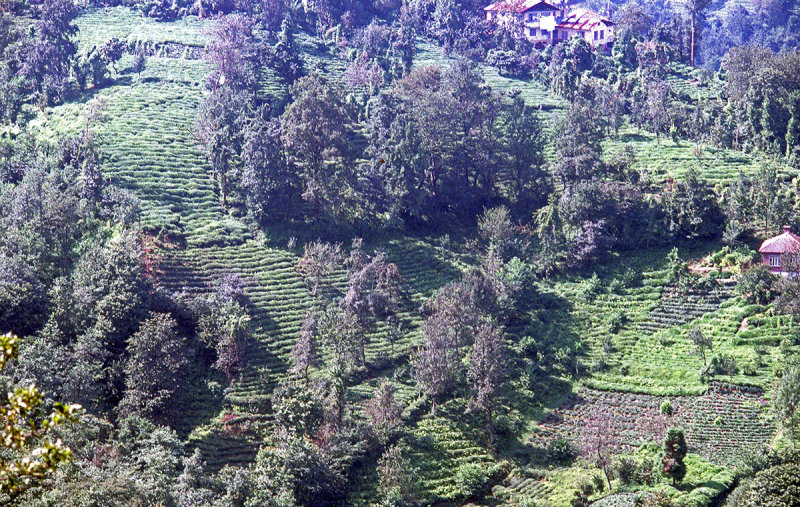 Rize Tea country 93 130.jpg
