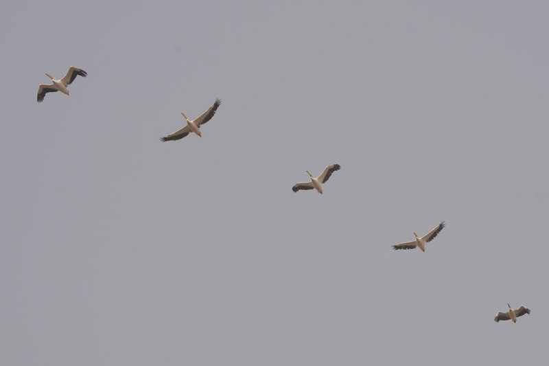 Kutahya Pelicans october 2018 8656.jpg