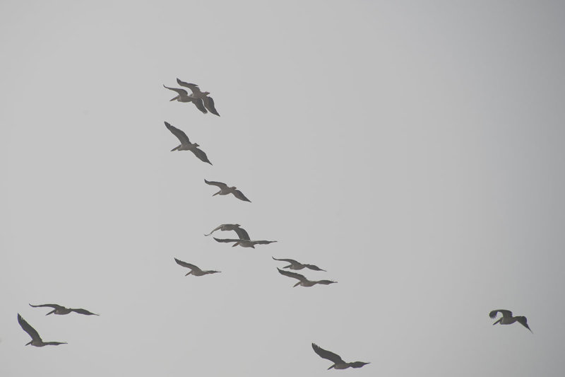 Kutahya Pelicans october 2018 8659.jpg
