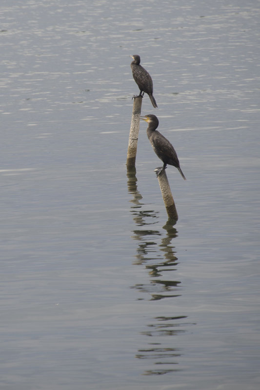 Iznik Lake october 2018 8051.jpg