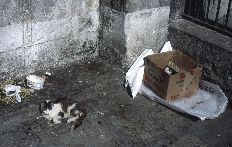 Istanbul Cats 060.jpg