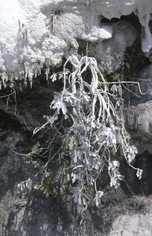 Pamukkale cliffs vegetation