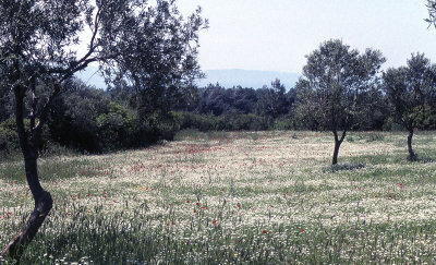 Canakkale Gallipoli Peninsula 117.jpg